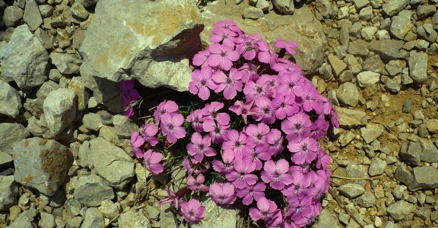 Dianthus freynii v p��rodn� suti